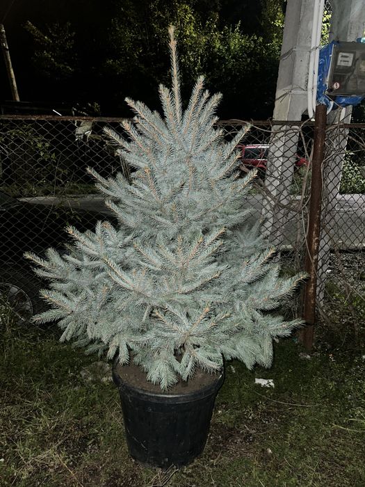 Leylandii chiparos Brazii Mesteacan