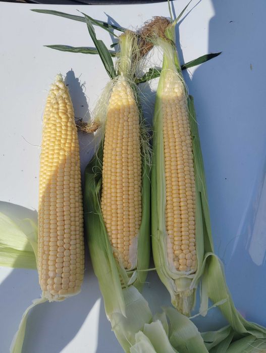 Сладка царевица.