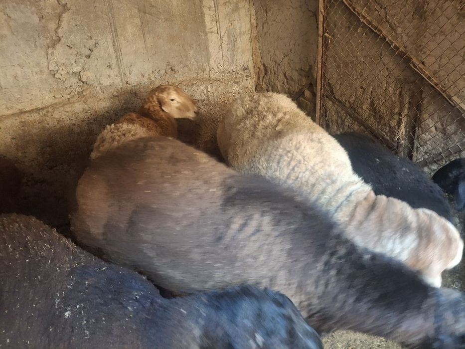 Zotdor Arashan va Hisori qochqorlar sotiladi 2dona yirik quchqorlar