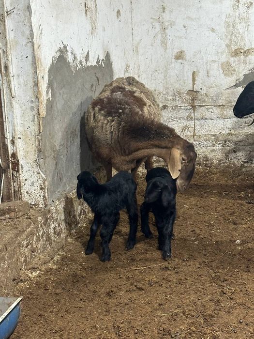 Ona bola egzak sotiladi