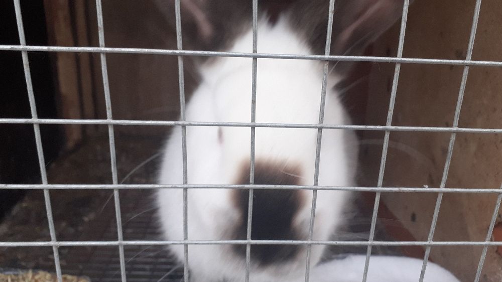 Продам живых кроликов