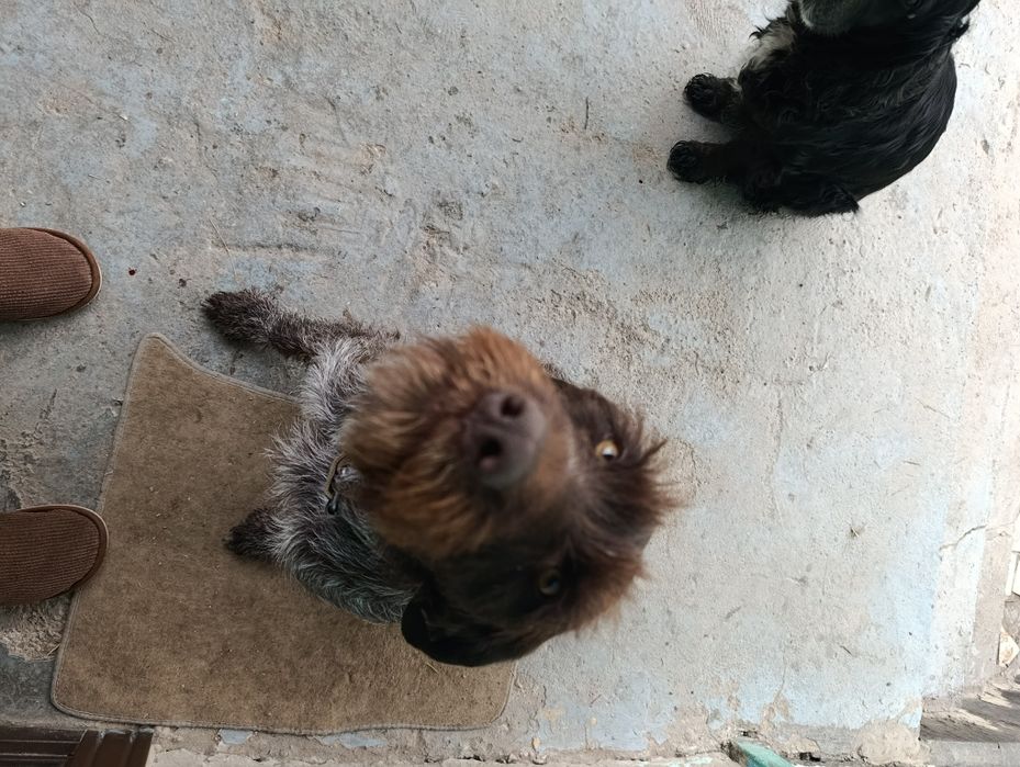 Потерялась собака, породы дратхар/сука