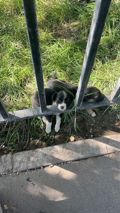 Кто может забирать щенки