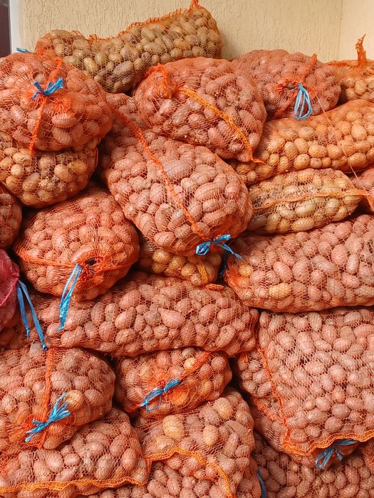 Cartofi de sămânță și animale 0,80.  ron transport gratuit