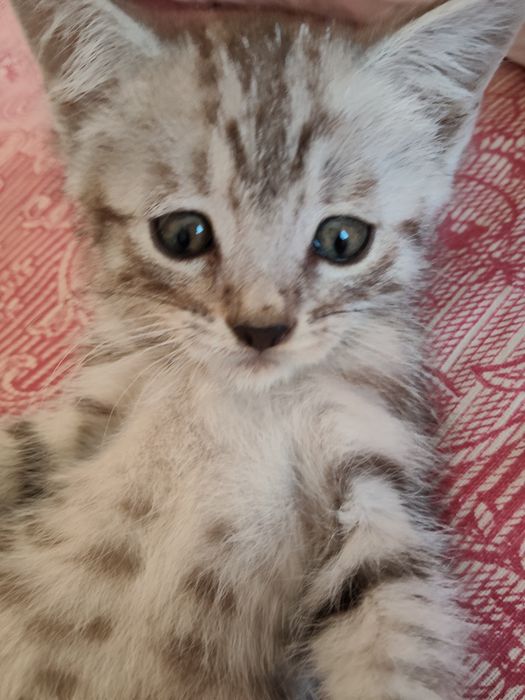 Отдам котенка в хорошие руки