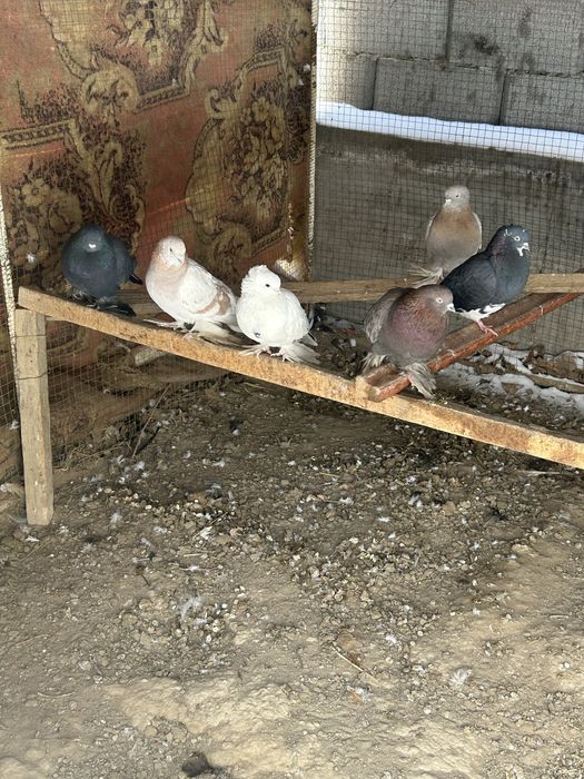 Кептерлер сатылады