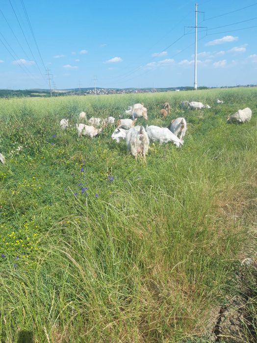 Vând iezi de anul acesta