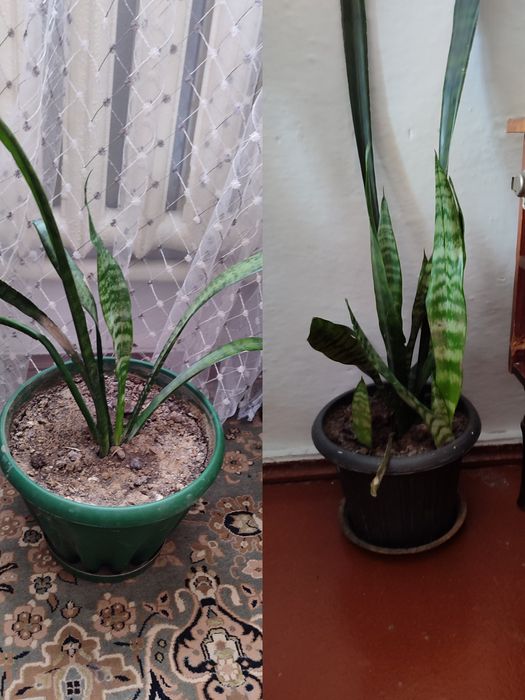 Домашние цветы 22 штуки