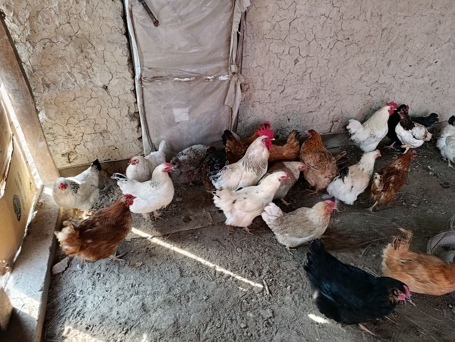 Туып тұрған тауықтар сатылады