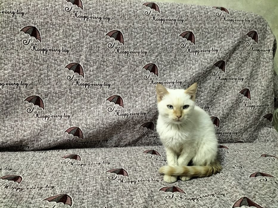 Котенок голубоглазый