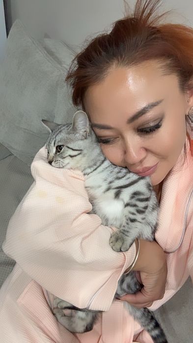 Скоттиш страйт девочка 4,5 месяцев