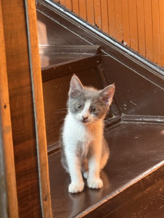 Бесплатно: котята в добрые руки