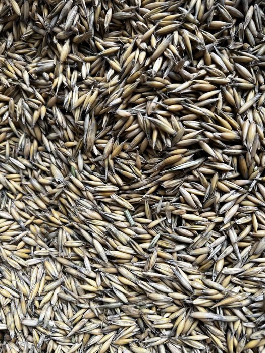 Ovăz productie 2025