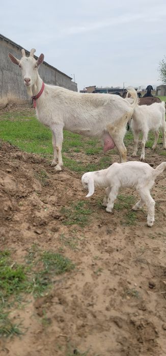 Тозза Zanen сутга!