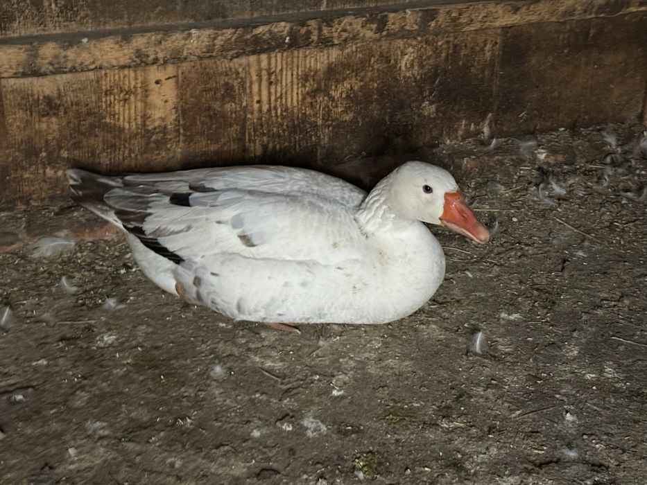 Vand gaşte crescute natural