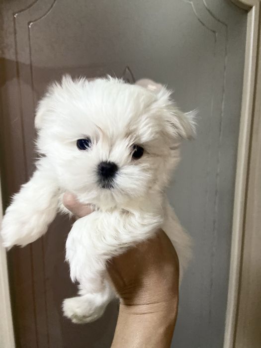 Продаются щенки мальтезе бэбифейс