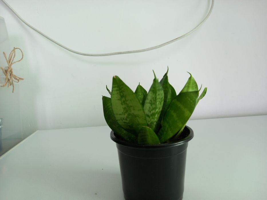 Комнатные цветы от 1000тг