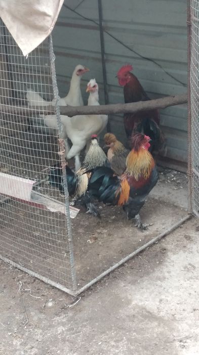 Куры корейские .