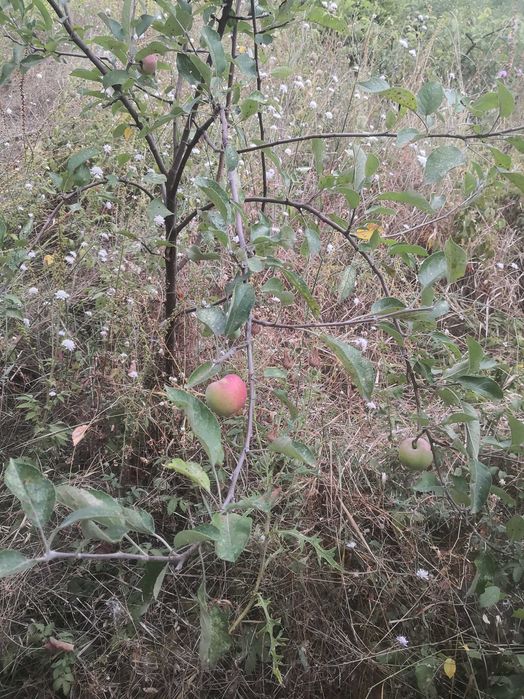 Vand teren Corbeanca Laguna Albastra 624mp 85000 Euro