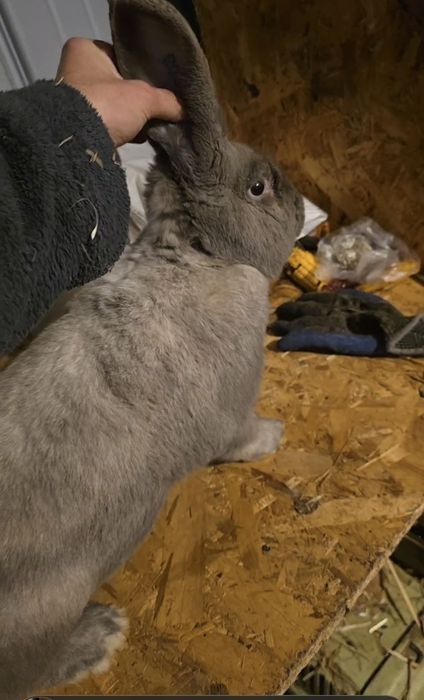 Vand iepuri secuiesc salander albastru!