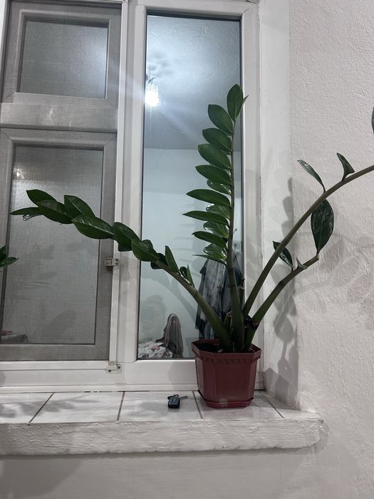 Продам домашние цветы