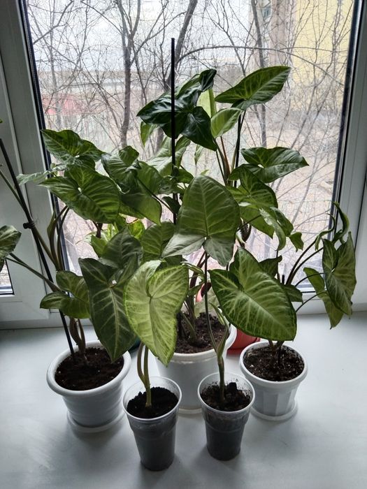 Комнатные цветы не дорого