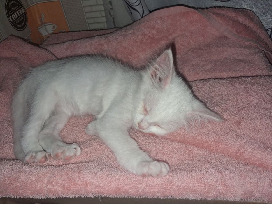Котенок беленький