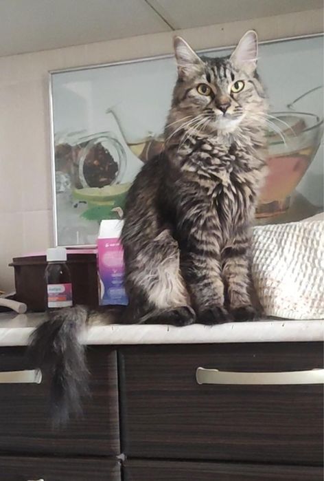 Отдам даром Сибирскую кошку