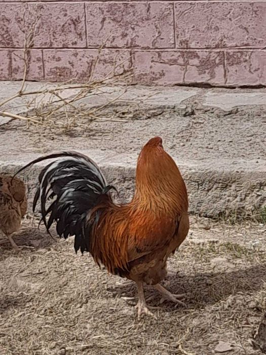 Қораз сатылады,,