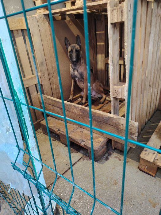 Продавам белгийска овчарка