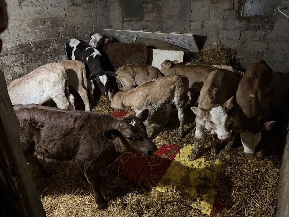 Vitei sugari intarcati si semi intarcati