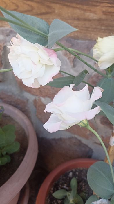 Продам рассаду цветов