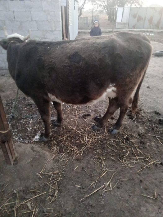 Буаз сиыр сатылады.