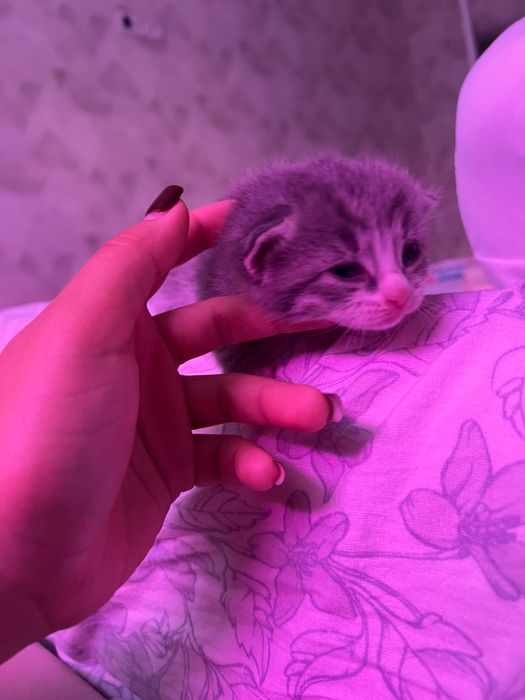 Котята полупородистый