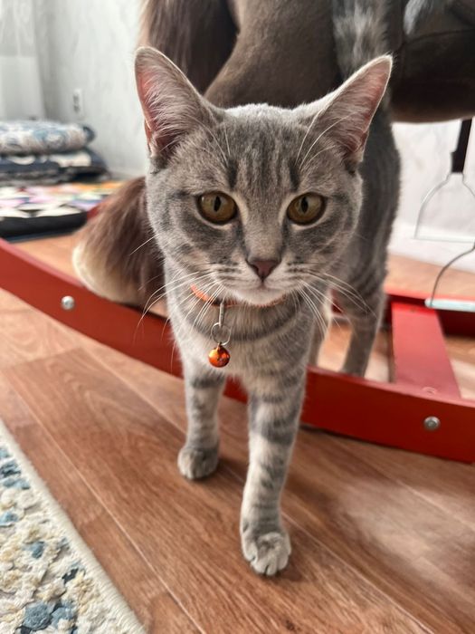 Найден котенок ищем хозяина