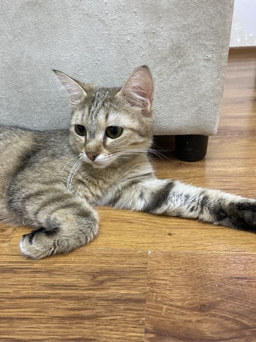 Котята, котенок, девочка