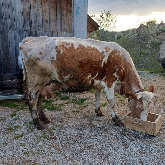 Vând vaca bălțată