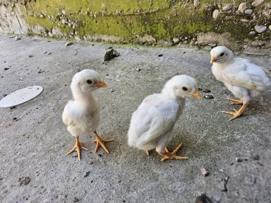 О шамо немец (ақ) балапандары сатылады