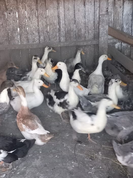 Rațe de vânzare 15 bucăți, 70 lei bucata