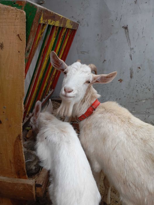 Козичка на 2г със женско яренце