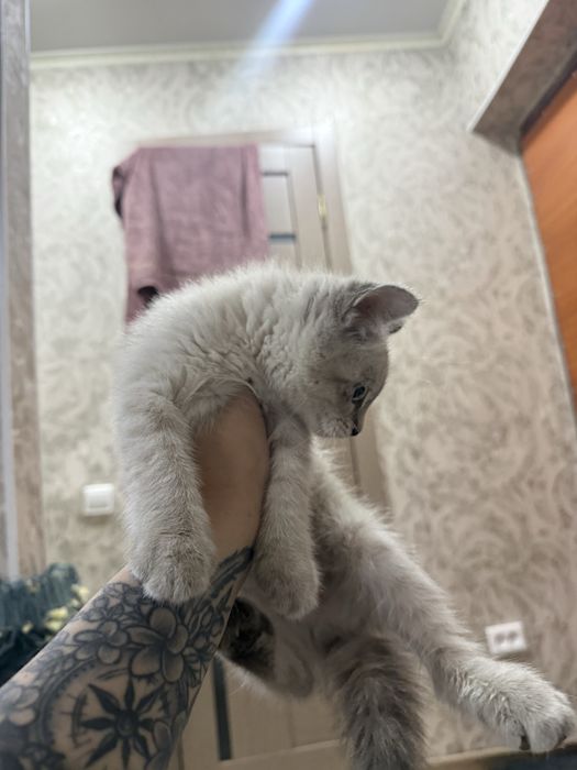 Отдам в добрые руки