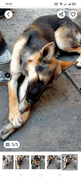 Продам восточный овчарка немецкая девочка