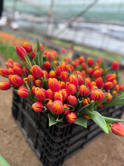 Тюльпаны оптом от 430тг