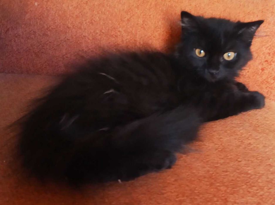 Взрослые котята в добрые руки. Смотрите фото