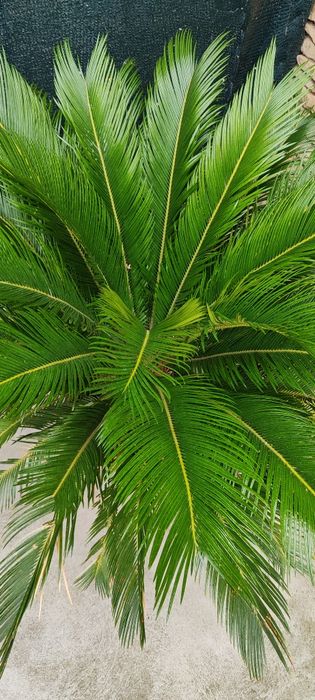 Палма супер състояние