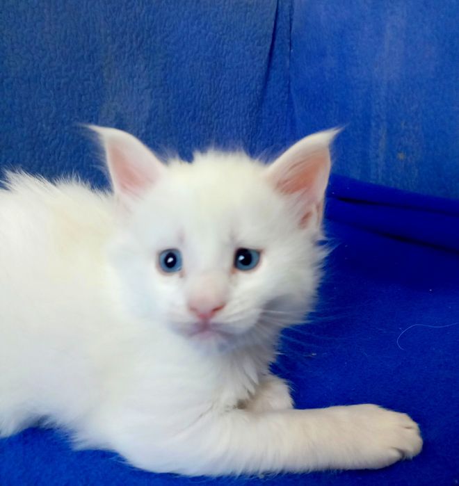 Котята породы Мейн Кун