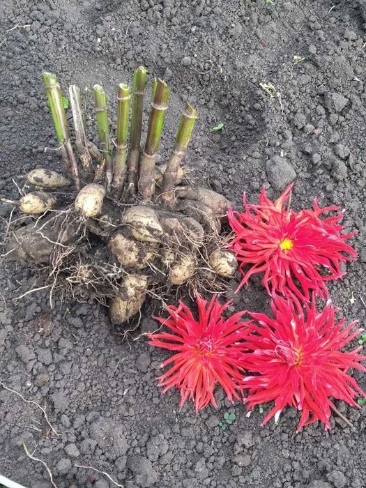 Продам Голанские георгины