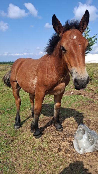 Vind minz din parinti foarte buni