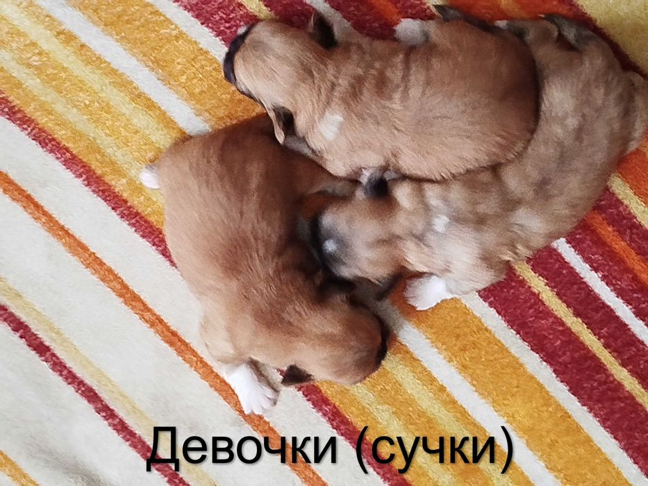 Бронирование щенков породы «Пекинес»