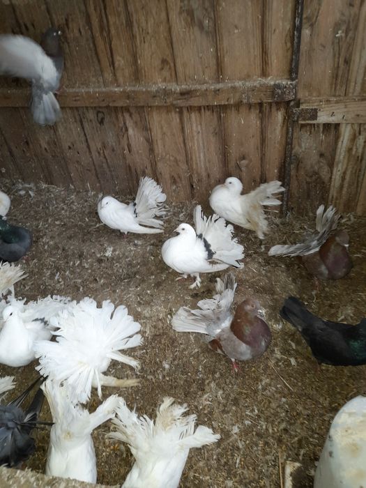 Porumbei rotati curcani